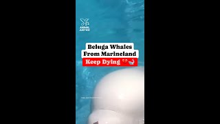 Beluga Whales From Marineland Keep Dying [upl. by Sharia]