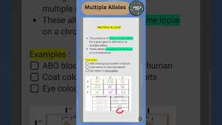 multipleallele quickrevision biologyclass12 2025boardexam prepbiology [upl. by Ettelocin759]