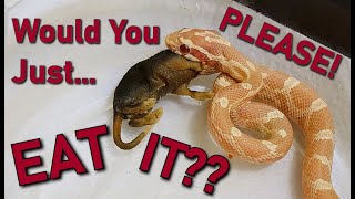 Baby Corn Snake Feeding Tips Answering your Corn Snake Questions  Breeder Edition 5 [upl. by Leopold]