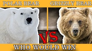 polar bear vs grizzly bear who would win  polar bear vs grizzly bear size comparison  wildlife [upl. by Odarbil]