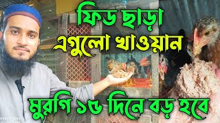 ফিড ছাড়া এগুলো খাওয়ান বাচ্চা দ্রুত বড় হবে🔥 Desi Murgi Palan  মুরগি পালন  দেশি মুরগি পালন পদ্ধতি [upl. by Enirehtak]