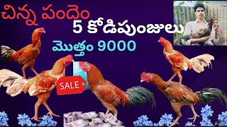 sale ఐదు కోడి పుంజులు సేల్video తక్కువ ధరలు video viral9542131141 [upl. by Ytirahc]