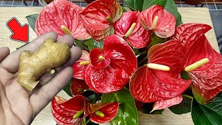 Just 1 thin slice Suddenly Anthurium sprouted and bloomed all year round [upl. by Erl]