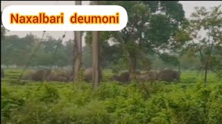 Naxalbari deumoni youtubevideo [upl. by Hen]