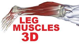 Muscles of the Leg Anatomy Part 4  Lateral Compartment [upl. by Nerraj]