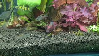 XL Ruby Barb Costae Tetra and Puntius Gelius in stock on wwwbest4petsin [upl. by Gavriella155]