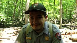 Catoctin Field Guide  Timber Rattlesnakes  Catoctin Mountain Park [upl. by Kunz326]