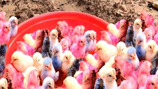 Top Video Catch Animal Cute Duck Colorful Chickens Rainbow Chickens Animal Care 💛💛💛💛 [upl. by Carilla]