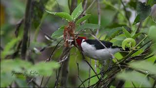 Masked Cardinal  Snack [upl. by Ahpla]