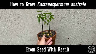 How to grow Castanospermum australe from seed [upl. by Lerraj]