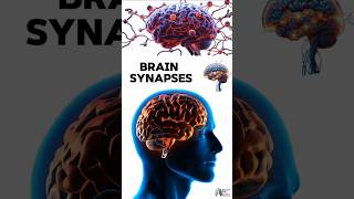 Brain Synapses medical animation 3d short BiologywithAliya [upl. by Lalitta657]