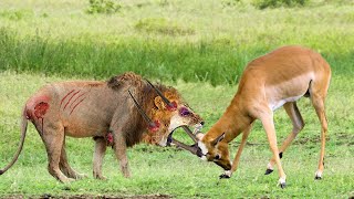 Impala Knock Down Lion King With Their Horns To Save His Teammate – Lion vs Gemsbok Kudu Porcupine [upl. by Winer480]