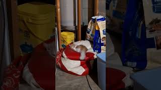 i was clean the floor yesterday many burfing kikky cat scrub with porpose soap doglover cat [upl. by Umont]