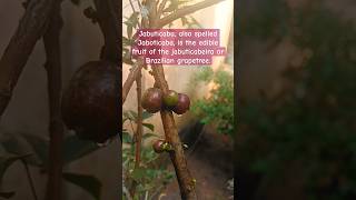 Jabuticaba also spelled Jaboticaba tree grape grape flower fruit garden gardening [upl. by Bessy]