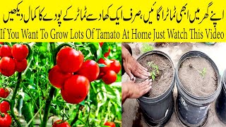 How to grow tomato plant in container  How to care tomato plant  Tomato plant transplant [upl. by Enaitsirhc]