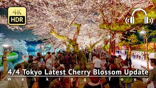 As of 44  Tokyo Latest Cherry Blossom Update Stunning Chidorigafuchi 4KHDRBinaural [upl. by Atiram815]