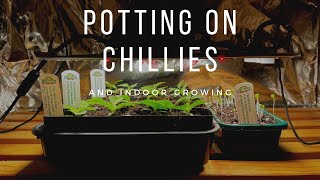 Potting on Chillies  Indoor Growing  Containerwise  Spider Farmer  Marks Allotment Plot [upl. by Aramas]