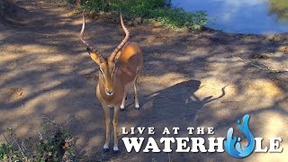 Warthogs Giraffe amp Elephants  Live At The Waterhole [upl. by Xer]