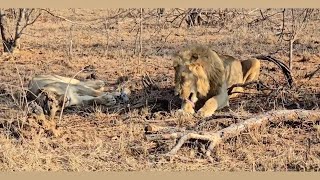 One of the Monwana Male Lions with a Lioness this morning  Timbavati  May he Stay Safe [upl. by Neel]