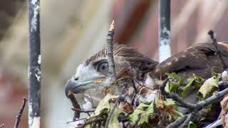 20240519 Governors Island Redtailed Hawk Nest [upl. by Haletky]