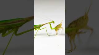 Praying mantis attacks cricket  Mantis vs Cricket Fight viral shorts insects mantis [upl. by Ardelia]