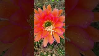 Trichocereus cactus flowers nature gardening cacti plants succulents videos reels [upl. by Jo-Anne545]