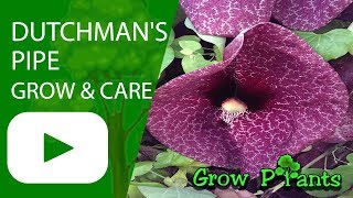 Dutchmans pipe Aristolochia Pipevine Unusual Flowers  grow amp care [upl. by Archer]