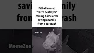 pitbull named earth destroyer [upl. by Garson]