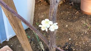 Blossoms on satsuma plum tree [upl. by Danieu692]