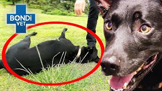 Collapsing Kelpies Devastating Brain Injury 🐶  Bondi Vet Clips  Bondi Vet [upl. by Naveb]