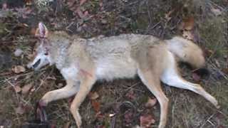 Coyote Trapping in Michigan [upl. by Wentworth]