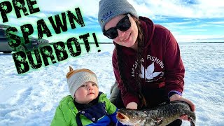 Fishing Alberta Pre Spawn Burbot [upl. by Hakvir683]