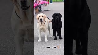 25 Days Vs one Year Labrador puppy transformation shots feed dogbreed labrador pets doglover [upl. by Elram697]