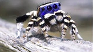 Even Arachnophobes Have to Admit the Blue Face Peacock Spider Is Cute [upl. by Corliss]