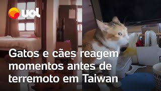 Taiwan Gatos e cães reagem ao terremoto momentos antes do tremor começar veja vídeos [upl. by Lavena328]