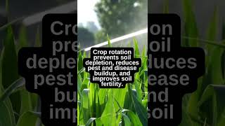 Crop Rotation Benefits for Soil BuckeyeBloomstead gardeningadvice gardening [upl. by Wachter324]