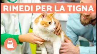 7 RIMEDI NATURALI per la TIGNA nel GATTO 🐱 [upl. by Jessamyn]