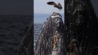 Barnacles whalewatching whale closeup humpbackwhale breach jump fly low barnacles lunges [upl. by Eznyl425]