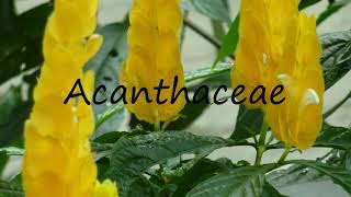 How to Pronounce Acanthaceae [upl. by Rowen]