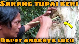 SARANG TUPAI TERBANG DI LUBANG POHON YANG KERING  aryachannel [upl. by Toblat]