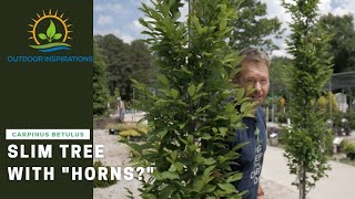 What in the world is a European Hornbeam  Plant Spotlight [upl. by Chrisoula]