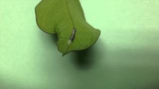 Paper Kite Caterpillar Defense Mechanism [upl. by Mandal]