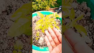 vastu vastutips astrology upay plants 🌵 ji astrologer tips youtube gardenplants [upl. by Airbas740]