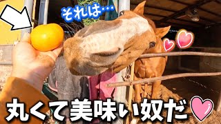 丸くてオレンジ色の旨いヤツだ♡久しぶりに大好きなミカンを見た引退競走馬の反応が可愛すぎました。【ツルマルボーイ様のシモベ】 [upl. by Tallula198]