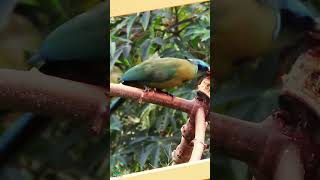 Andean Motmot The Jewel of the Jungle [upl. by Segroeg]