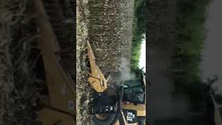 2016 Dickerson Farms corn harvest Lexion 560R [upl. by Bonar76]