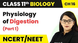 HOW HUMAN DIGESTIVE SYSTEM WORKS  lifeprocessesclass10 science NCERT chapter 6 [upl. by Veljkov]