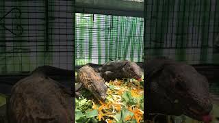 similis iguana iguana reptiles ctenosaurasimilis arrowreptile [upl. by Repmek]