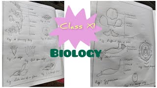 Class XI11 Biology practical drawing Sweet pea Lathyrus odoratus🫛 Family  Fabaceae [upl. by Maggy776]