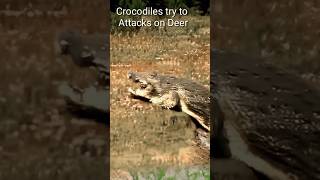 Crocodiles try to Attacks on Deer [upl. by Socrates]